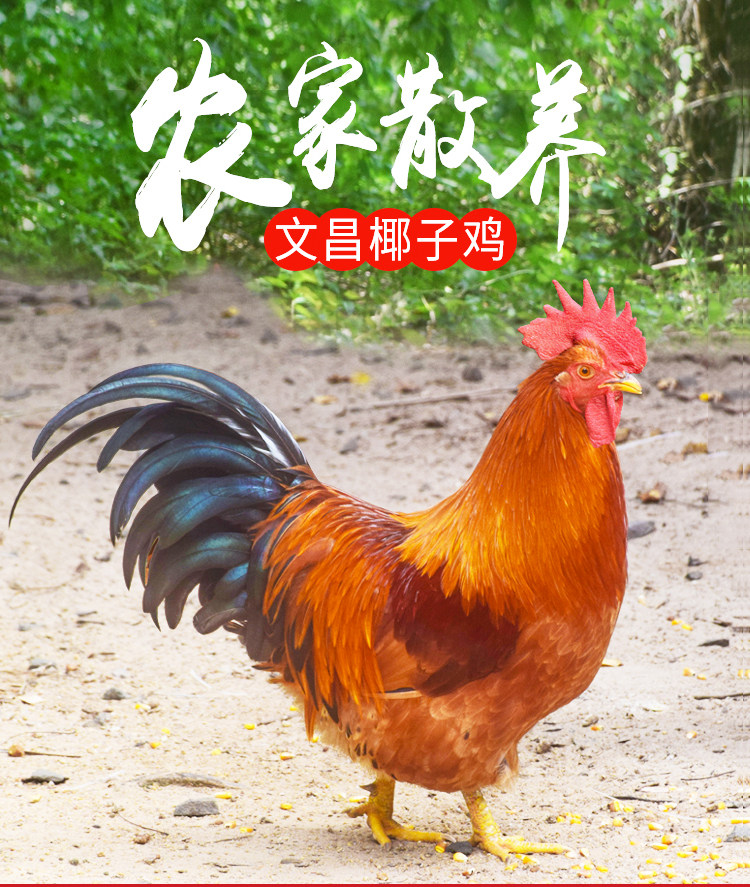 国家地理标志产品 海南文昌 散养大公鸡 2斤/只 图3
