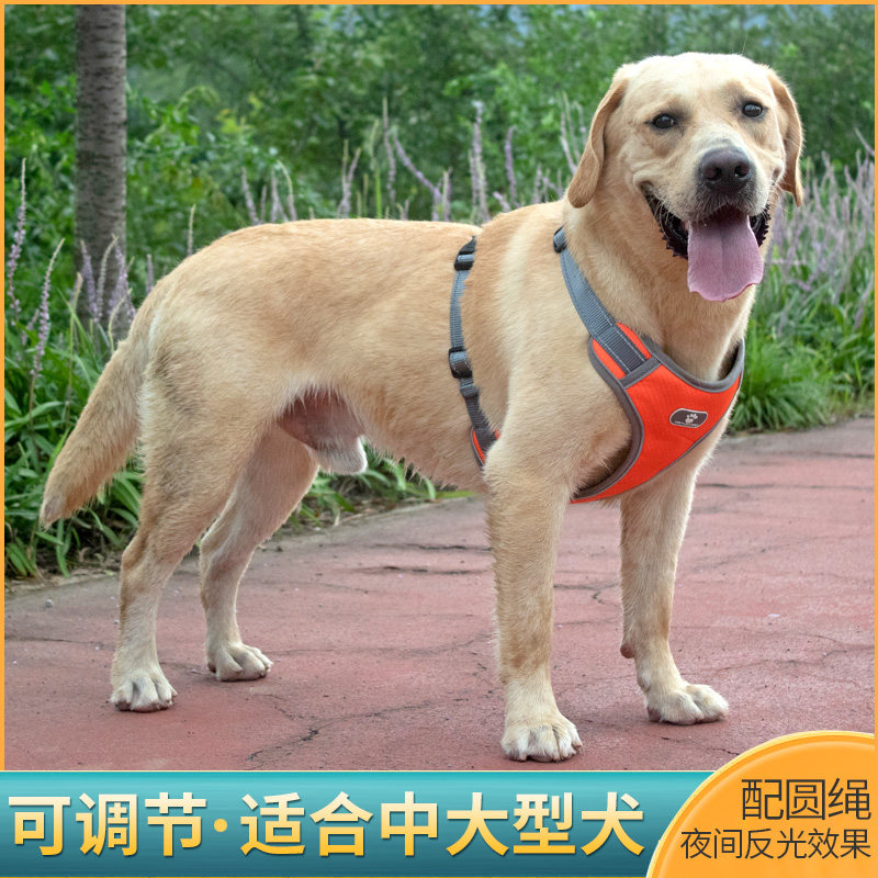 Large Dogs Traction Rope Vest Style Gold Mauro Labrador Moryer Medium-sized Dog Large Dog Walking Dog Rope Dog Necklace