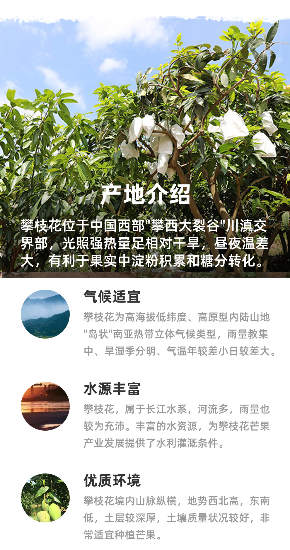 盒马生鲜 四川凯特芒 净重9斤 400g+大果 图8