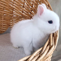 Dwarf rabbit living body long little mini small sea beginner West Schischutscher tea cup rabbit pet rabbit cat cat rabbit living things