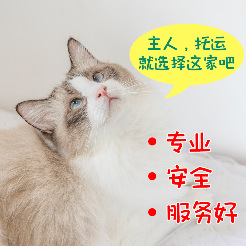 National Pet Consignment Service Dogs Transport Service Train Transport Dog Cat Mailed Guangzhou Beijing Kitty Courier-Taobao