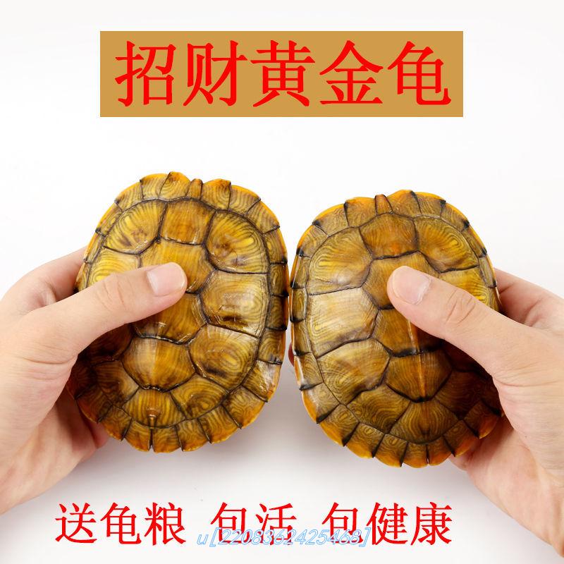 (Turtle raising) small turtle live Brazilian turtle pet turtle gold lucky big turtle super large ornamental