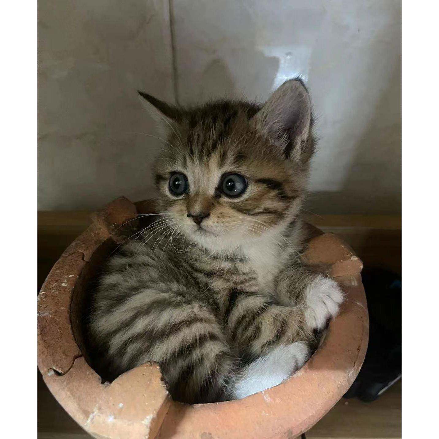 现货中华田园猫橘猫狸花猫三花猫奶牛猫黑猫白猫狸花猫幼崽活物：萌宠来