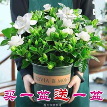Buy a pot and send a pot of big pot gardenia flower with Bud potted indoor desktop green plant flower green plant to remove formaldehyde