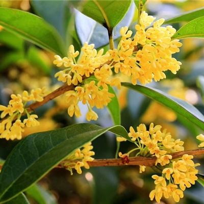 fragrans