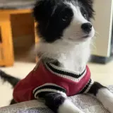 Bian Mu Clothing осенью и зимой, Big Dog Golden Retraades La Blado Shibladine Medium Dog Большая собака осенняя щенки домашнее животное