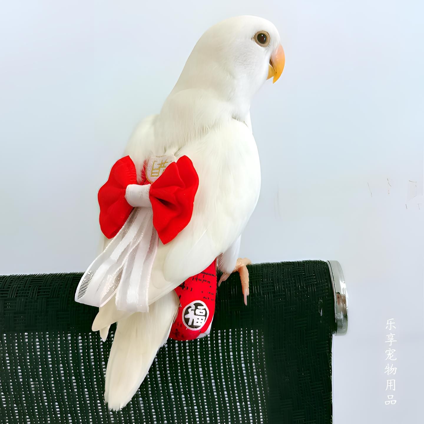 水蜜桃色鸚鵡，好美！ 品種為柏克氏鸚鵡！ By: Pojumaru, image size:1440x1440