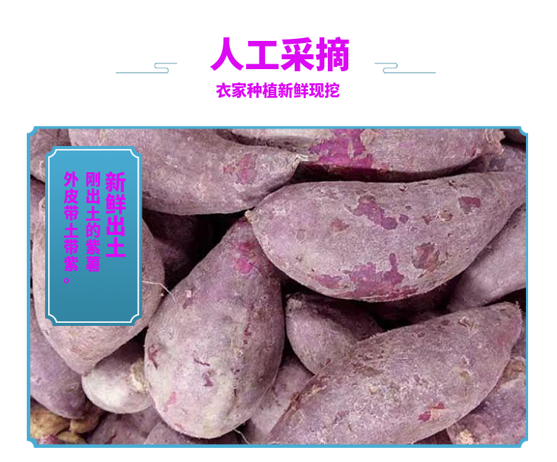 【炳天旗舰店】鲜紫薯板栗紫薯5斤