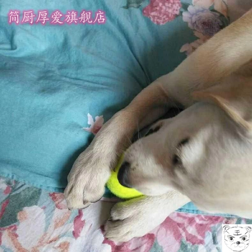 Игрушка, резиновый интерактивный прыгучий мяч, домашний питомец, избавление от скуки