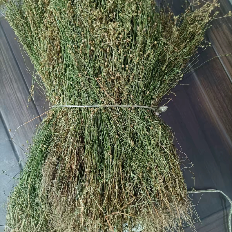2026 Freshly Harvested New Four-Leaf Lotus, Fresh Four-Leaf Lotus, Four-Leaf Plum, Sulfur-Free Chaoshan Specialty, Four-Leaf Clover, Tianliang Grass