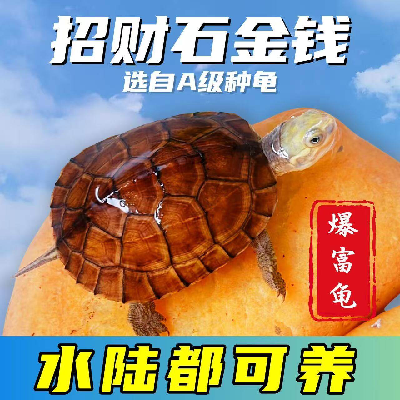 💎超萌宠物龟!石金钱龟招财小乌龟活物黄金钱龟苗🍀-龟-淘宝好物网