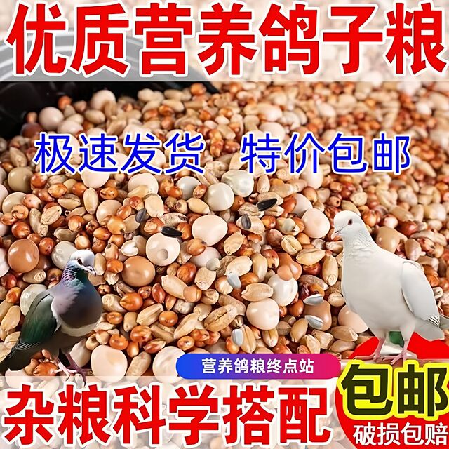 10 ປອນຂອງສາລີທີ່ບໍ່ມີອາຫານ pigeon ແຂ່ງລົດໂພຊະນາການອາຫານພິເສດອາຫານນົກ homeing pigeon ຫນຸ່ມ pigeon pigeon ອາຫານການຂົນສົ່ງຟຣີ