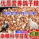 10 ປອນຂອງສາລີທີ່ບໍ່ມີອາຫານ pigeon ແຂ່ງລົດໂພຊະນາການອາຫານພິເສດອາຫານນົກ homeing pigeon ຫນຸ່ມ pigeon pigeon ອາຫານການຂົນສົ່ງຟຣີ