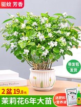 Jasmine potted flower plant indoor mosquito repellent grass good green planting four seasons flowering with flower bud old pile flower seedling