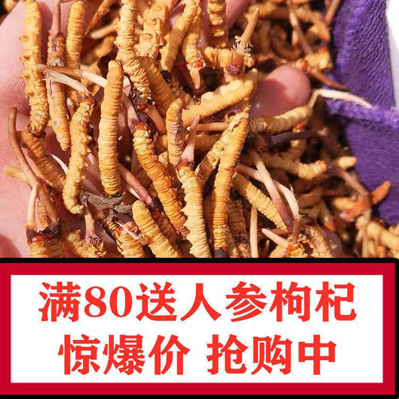 Broken Cordyceps 5 grams gift canned special genuine wild fresh Cordyceps sinensis non-Tibetan Naqu Cordyceps sinensis