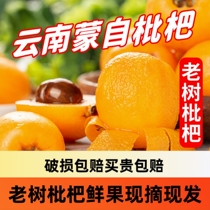 Yunnan Changhong No. 3 loquat 1 3 5 catties discount pack freshly picked fresh fruit Changhong 3 loquat fruit