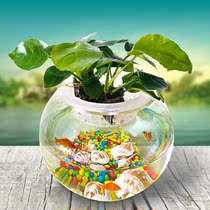 Round small fish tank round gold fish tank glass table top creative fish turtle cylinder small build-up hydropony vase
