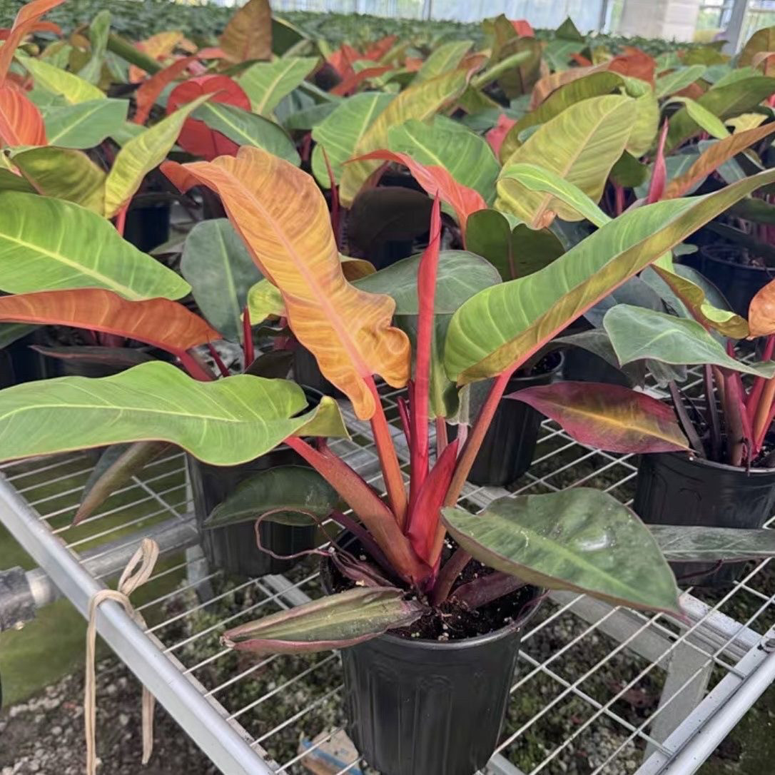 如何挑选适合的奥兰治国王耐热室内彩叶植物?-蔓绿绒-淘宝百科网