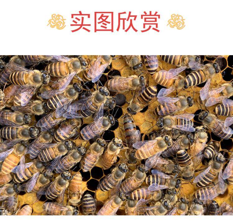 Chinese bee queen bee Aba hybrid high-yield honey king queen starts to produce new king bag alive to lay eggs warehouse king