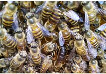 Central honey bee king breed king local honey bee Abba bicoloured virgin queen spawning king to give birth to new king Guangxi bee king
