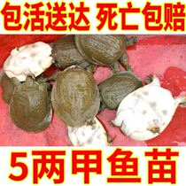 5 Two small beetles fry for breeding special fresh king 8 Miao freshwater group fish Miao water fish Miao edible child turtle