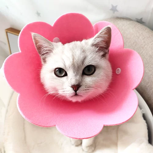 Кошка Элизабет Круг нажимает солнце цветочный свет мягкий рот полотенец против