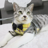 Котенок Тропительный веревочный котенок кошка ходьба кошка веревка мини-маленькая защита, чтобы сломать свободный цепь кошки Удобный материал 1-4 кошки кошка