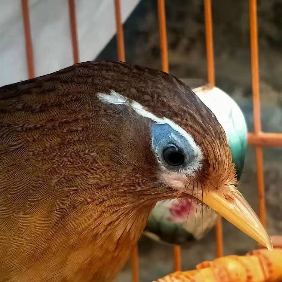 大将軍鸟食