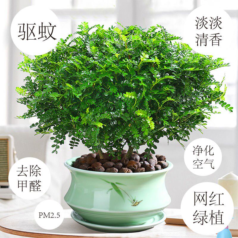 Indoor potted plants do not need sunlight plants green plant Nordic ins wind real plant fragrance wood mosquito repellent