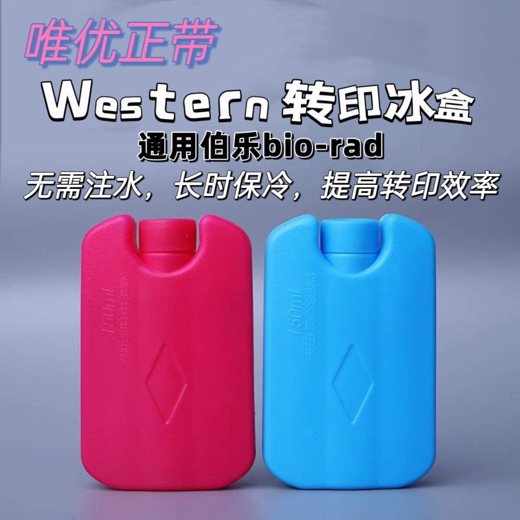 Western blot 转印冰盒 电转转膜用湿转冰袋HDPE冰盒适配伯乐天能