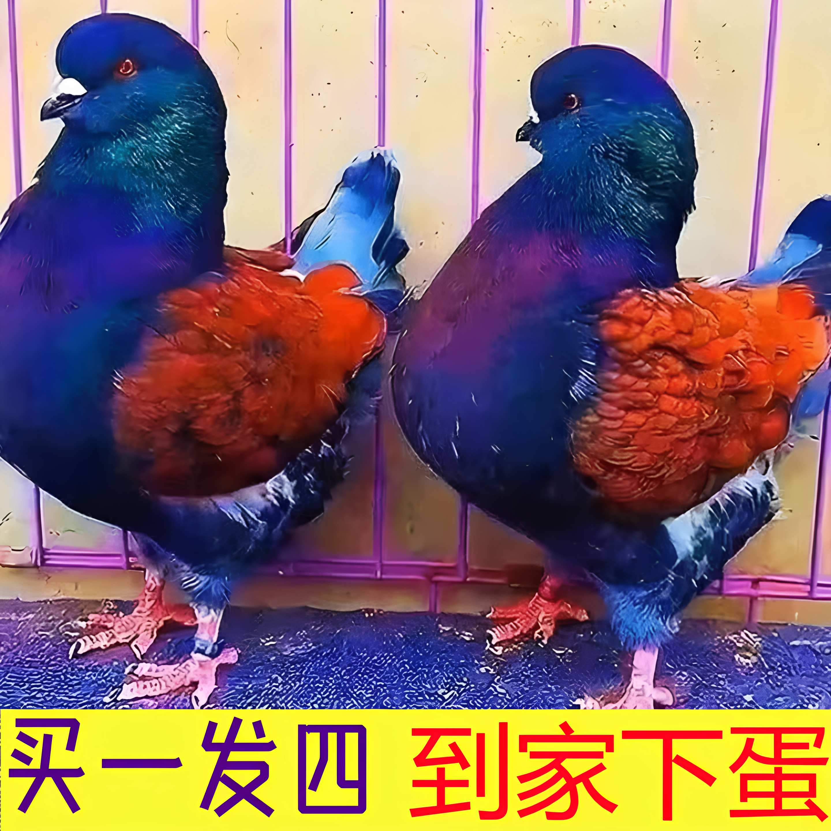 元宝鸽养殖基地的LOGO