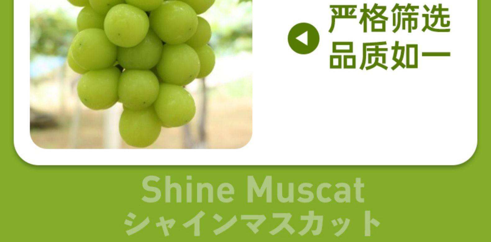 日本晴王品种 阳光玫瑰青提 3斤 图7