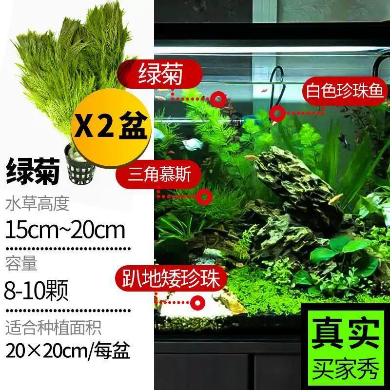 Aquarium decor, aquatic plants, full set