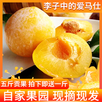 (Authentic Jiufeng Mountain) Pure Sweet Golden Nai Plum Fresh Pregnant Fruit Fresh Pregnant Fruit Fresh Crisp Sweet Bone Six Jin Whole Box