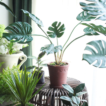  Sicilian simulation plant turtle back leaf potted free series Home living room green plant potted restaurant desktop decoration