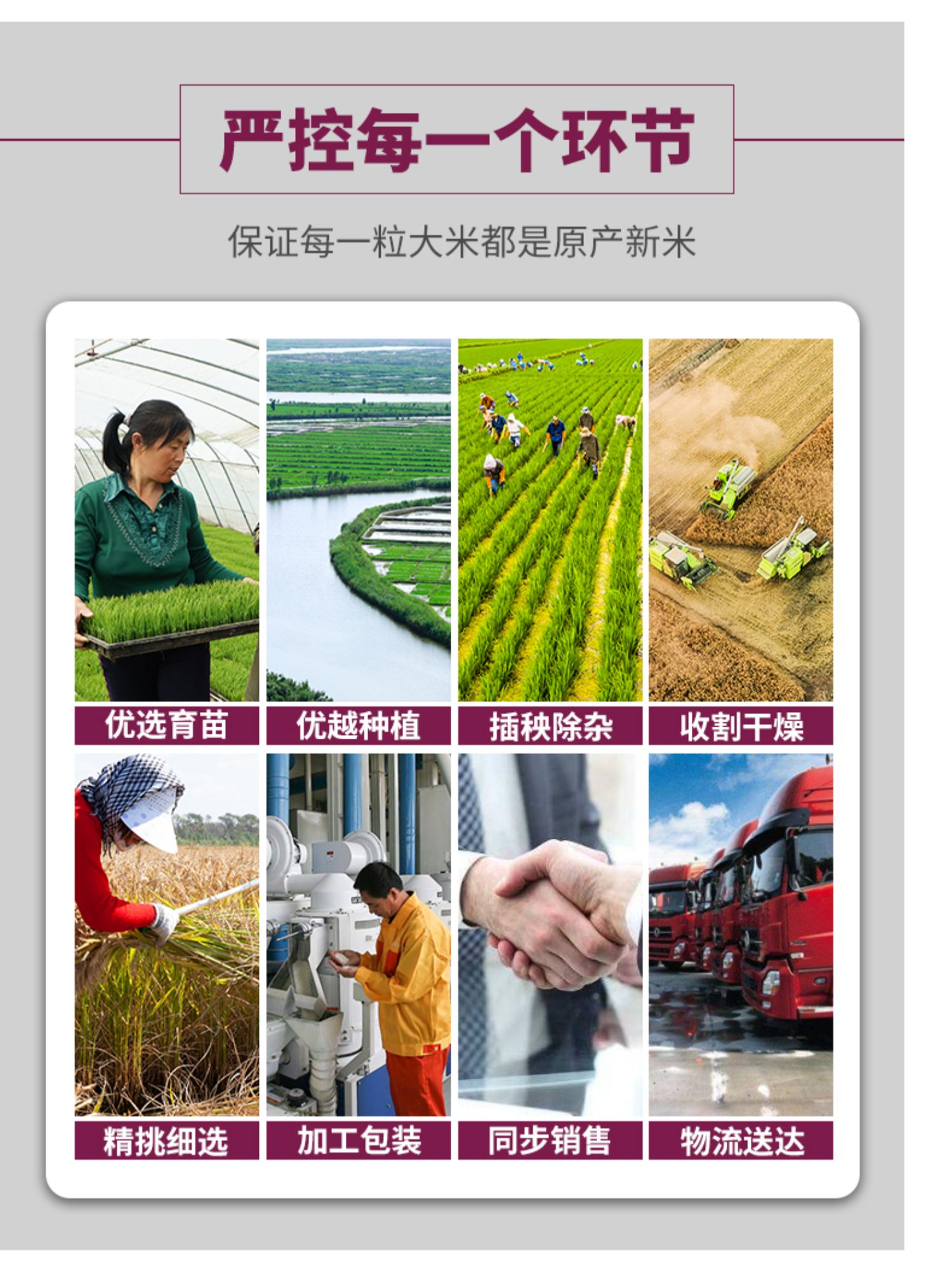【营田】东北盘锦蟹田新大米