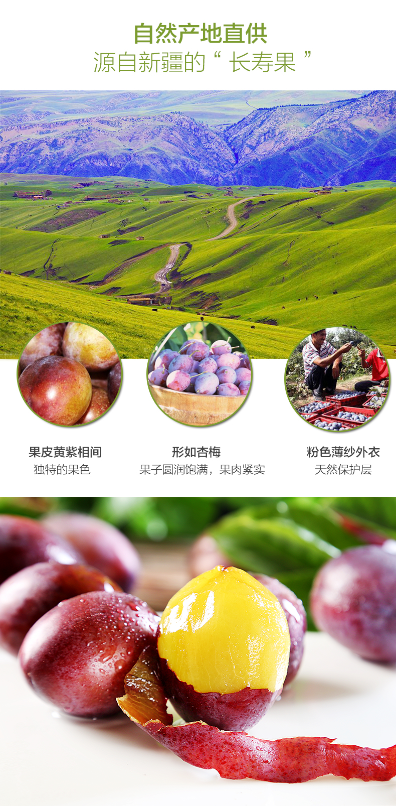 华北强 新疆喀什西梅 带箱5斤 图1