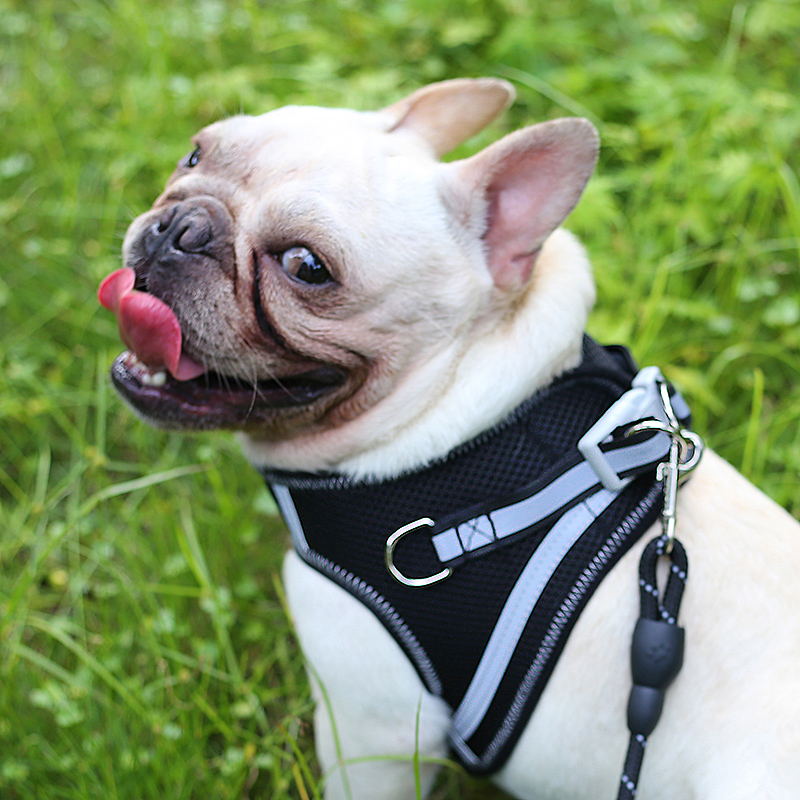 Dogs traction rope vest-style small and medium dog Kökkiefa dog walking dog rope with adjustable chest and baby bag dog chain