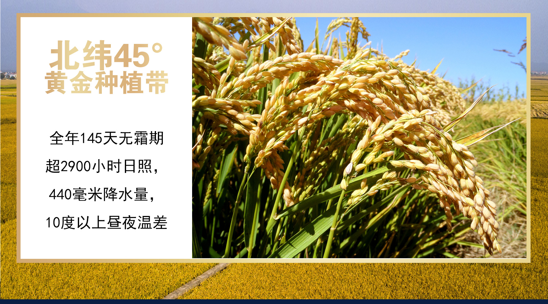 【盛禧】东北寒地富硒大米5斤