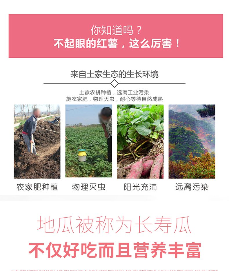 糖心沙地瓜农家新鲜红薯5斤