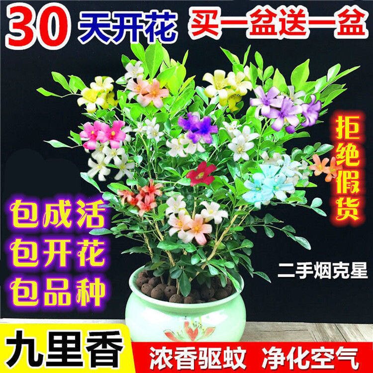 Nine miles of woods potted pile four seasons flowering flower plant grass indoor tree tree night to the pot view