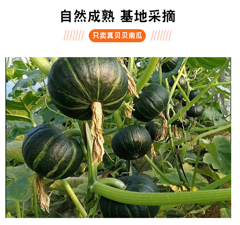 百人验货！正宗甜糯贝贝南瓜板栗味5斤