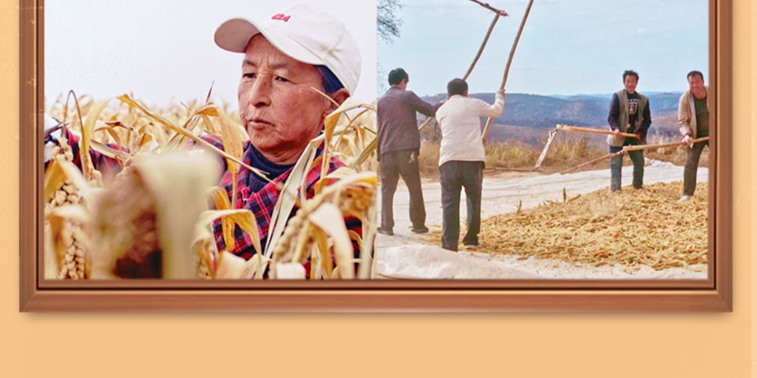 延安小米陕北特产五谷杂粮400g*3袋
