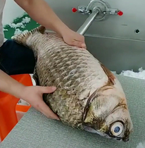 Shake Sound Burst Salty Fish Pillow Creative Emulation carp Hold Pillow Plush Toy Cushions Pillow Birthday pillow Pillow Birthday Gift