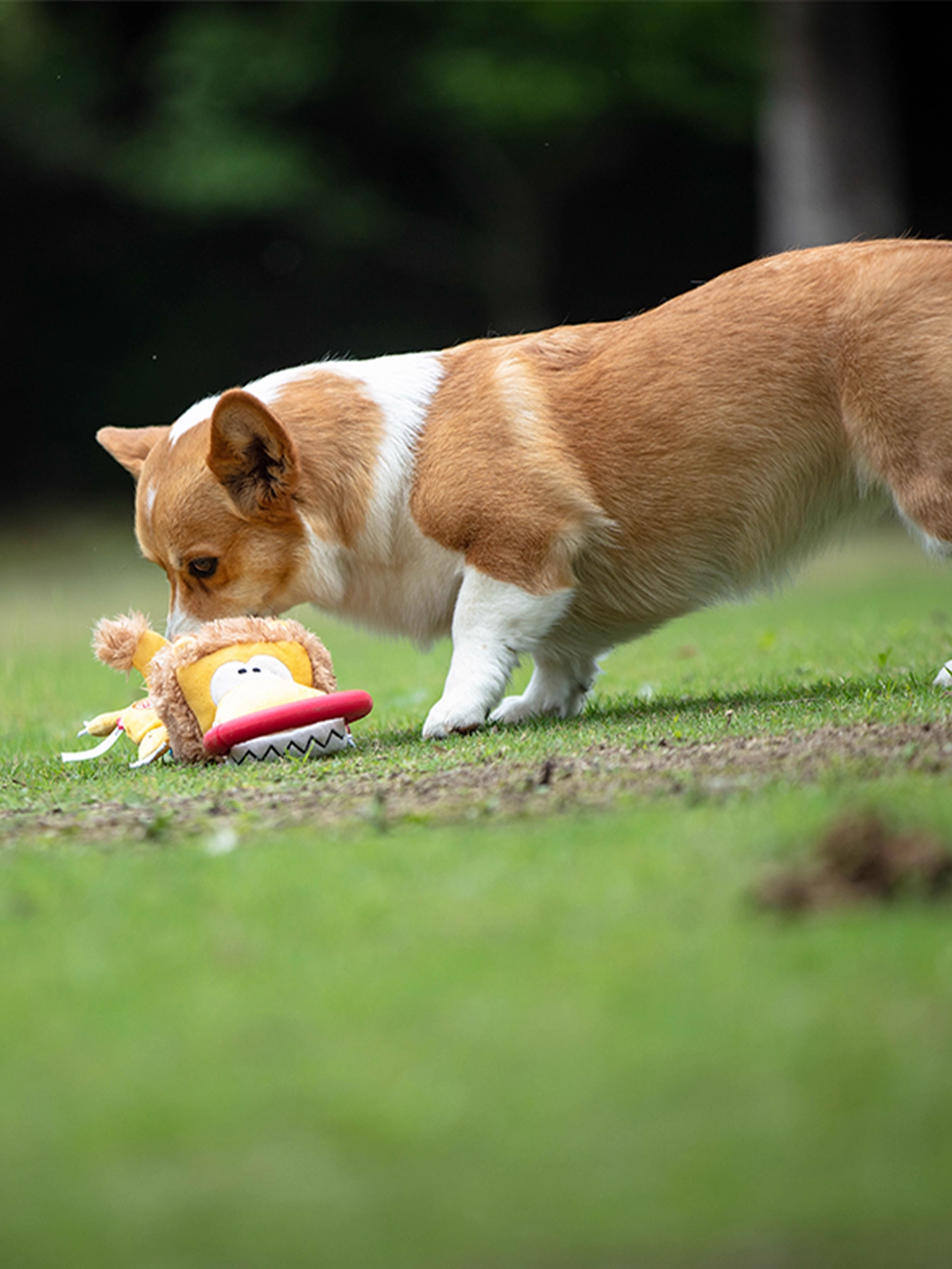 Dog Toy Pull Ring Tug-Of-War Plush Rubber Toy Durable Chew-Resistant Self-Entertainment Boredom Buster Pet Toy with Sound