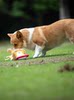 Dog Toy Pull Ring Tug-Of-War Plush Rubber Toy Durable Chew-Resistant Self-Entertainment Boredom Buster Pet Toy with Sound