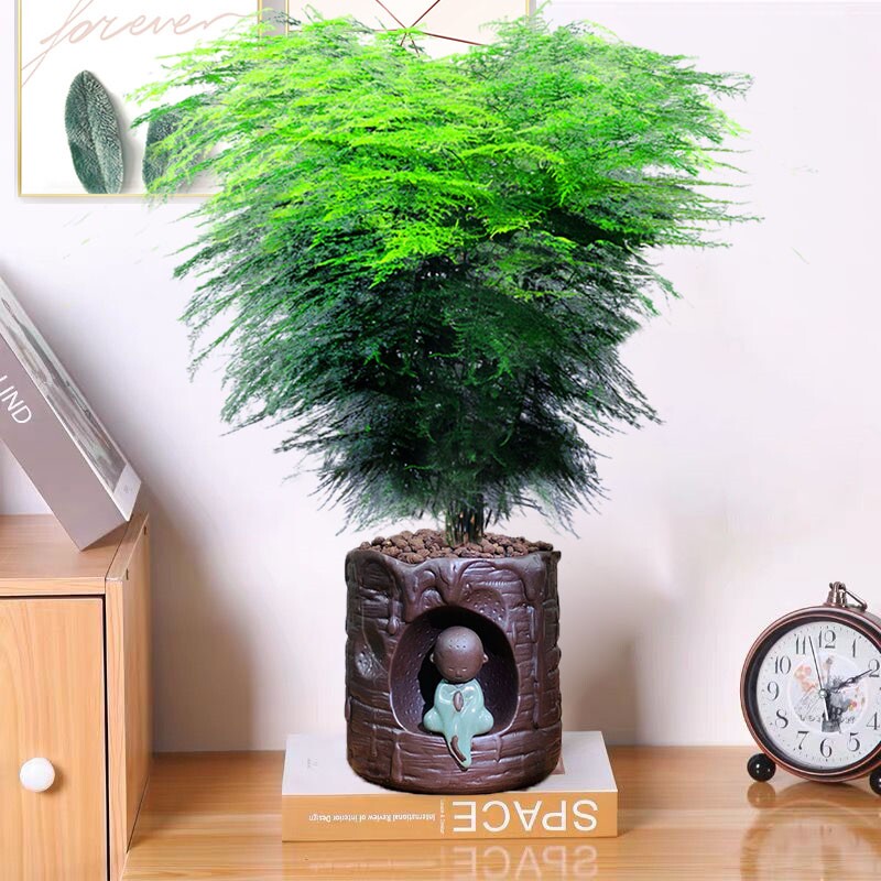 Big asparagus bamboo green plant in the living room is big and easy to grow bamboo indoor potted plants that don't need sunlight and are suitable for light luxury