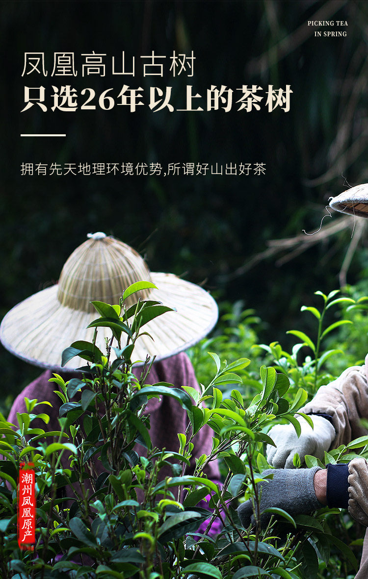 耳树 凤凰单枞 鸭屎香一级乌龙茶 清香型茶叶 250g 图11