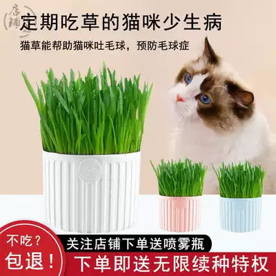 Cat grass basin hydroponic planting set seed to remove hair ball cream cat mint grass cat tooth cleaning supplies