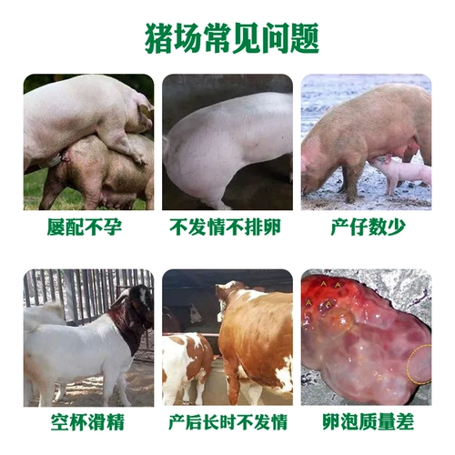 Beast -love Sow Sow Ebodate Love к содействию овуляции и способствует беременным зверям, чтобы привлечь к нему скот и овцы, чтобы способствовать здравоохранению SoW Sow